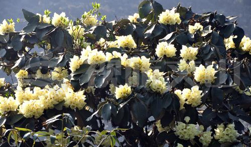 第一高山歌曲,第一高山在哪