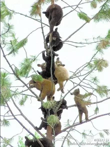 700年前的陶盘，猫认证