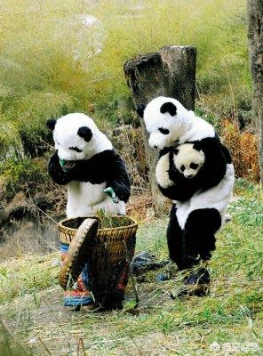 大熊猫吃羊怎么处理,野生大熊猫被什么动物吃了