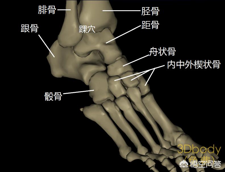 踝关节扭伤怎么知道韧带有没有断,踝关节扭伤的诊断