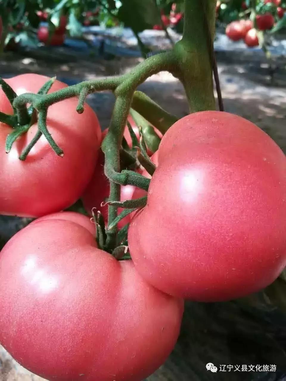 涓囦經鍫傜敓鎬佸洯浼樻儬,涓囦經鍫傜敓鎬佸洯浼樻儬鍥㈣喘