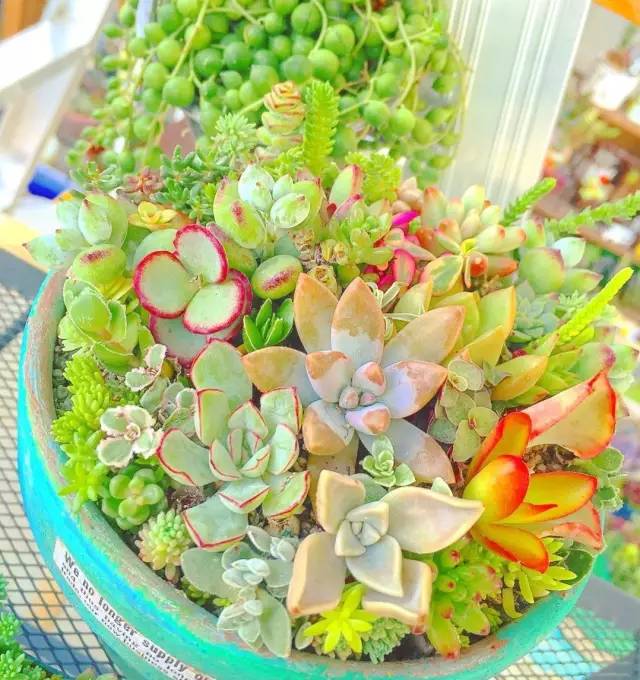 有一家多肉解忧杂货铺是一种怎样的体验