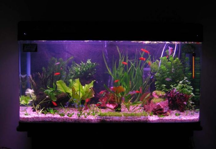 鱼缸里水变得白蒙蒙浑浊如何变清,鱼缸有过滤泵水为什么还是浑浊的