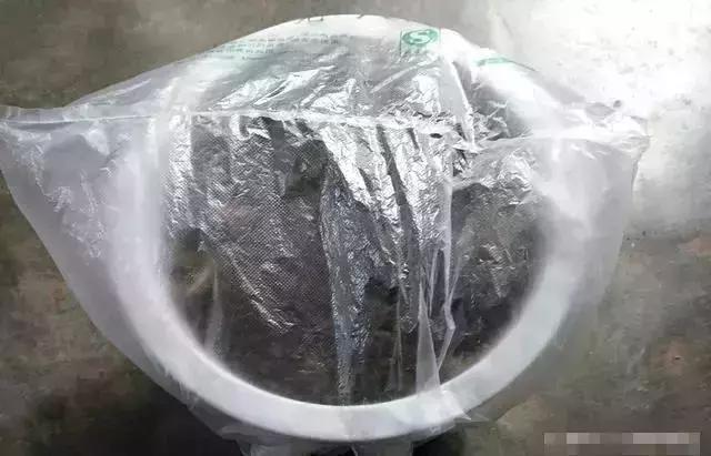 在家里边种枸杞好不好,在家里可以种枸杞树吗