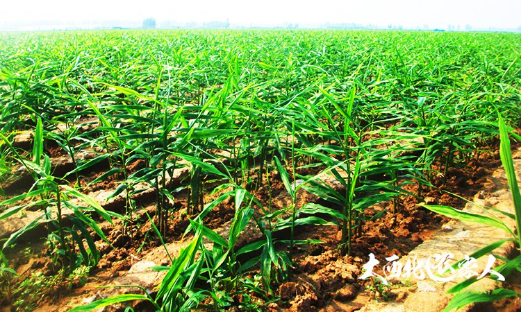 生姜施肥用硫酸钾还是硝酸钾好,生姜种植用黄豆施肥效果好吗