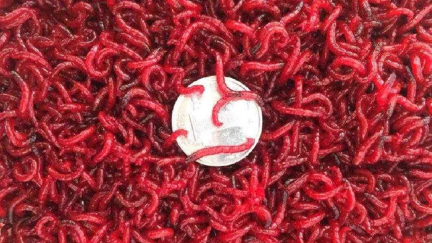 夜钓蚯蚓活饵好不好,野钓能用活饵就不用商品饵