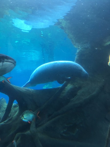 去珠海长隆海洋王国住哪里好,海昌海洋公园和长隆海洋王国