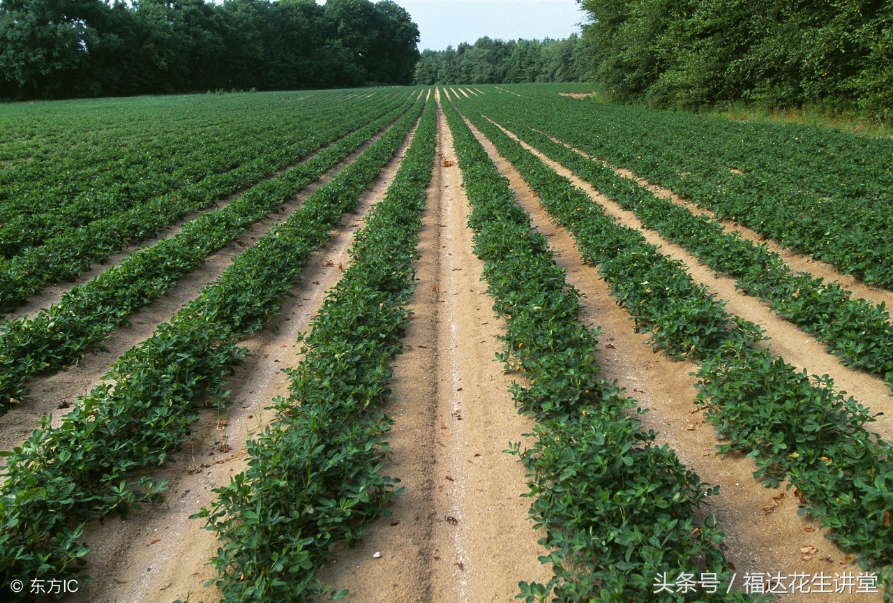 早熟出口大花生品种花育22，特征特点以及产量和栽培要点如何？