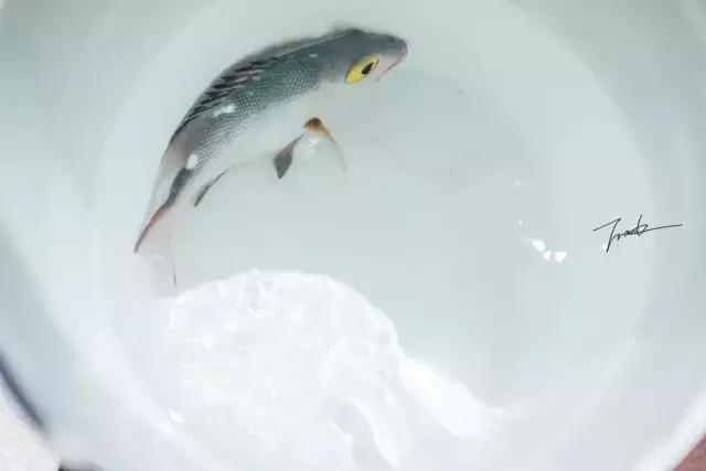 帕劳深度游出海,帕劳深潜体验