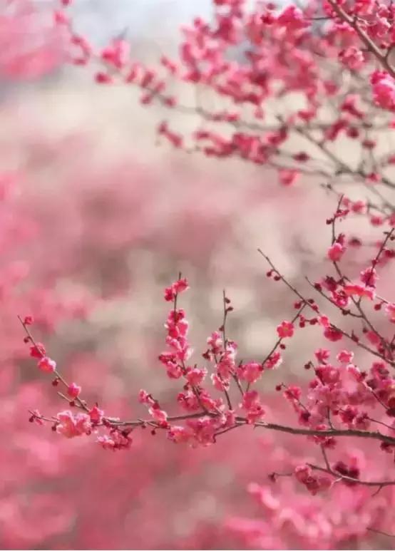 中国有哪些樱花好看,看樱花中国