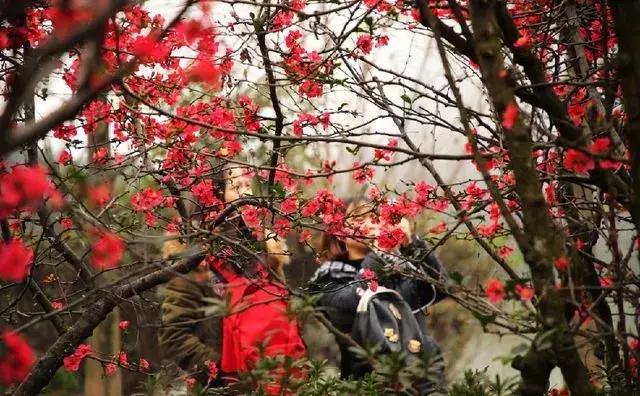 安逸，成都各区县的海棠花开了，周末带上家人或朋友踏春去哦