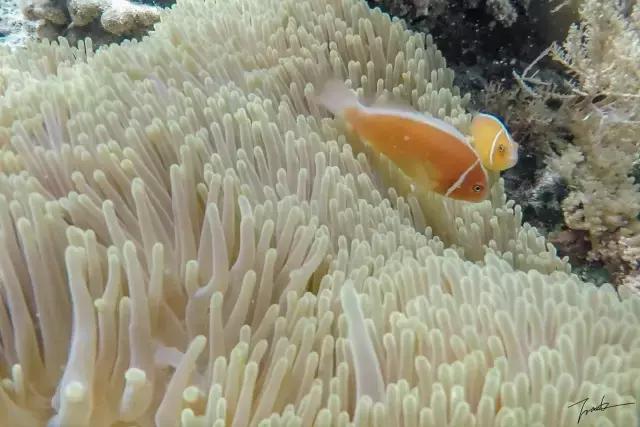 帕劳去玩的人多吗,帕劳到巴厘岛