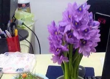 揪片叶子丢水里，呼啦啦长出一大片，开花了忒漂亮！