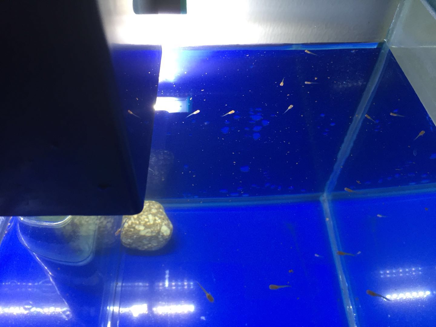 孔雀鱼鱼苗饲养日记图,孔雀鱼的养鱼日记视频