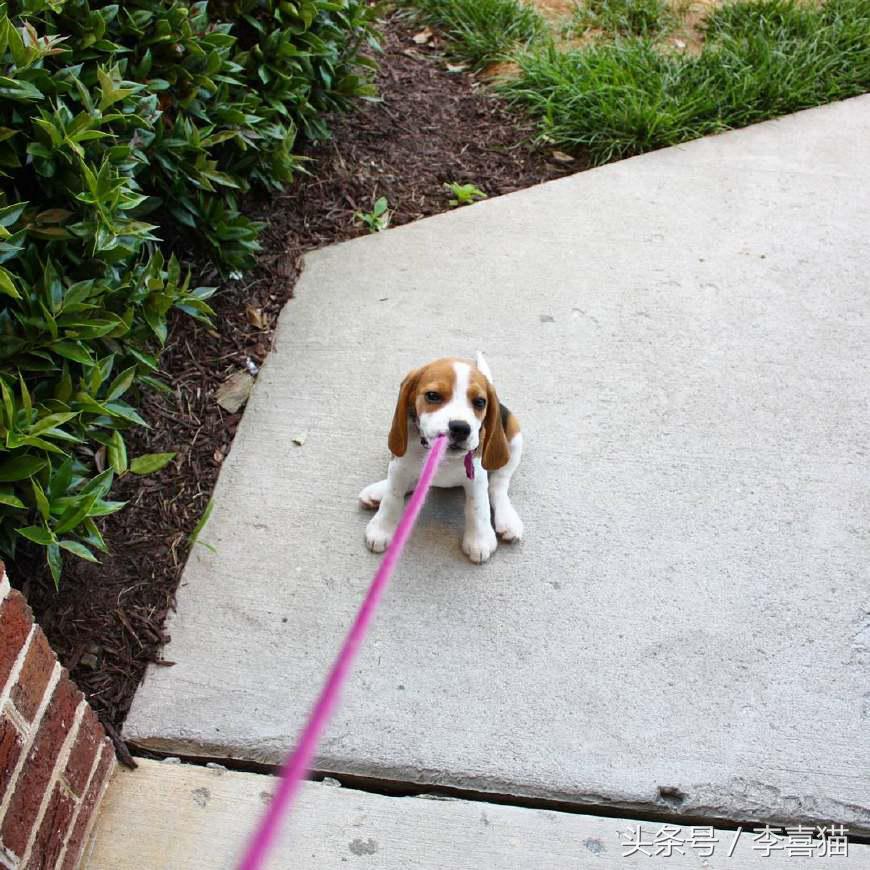 史努比狗是什么狗,史努比的原型是比格还是贝灵顿