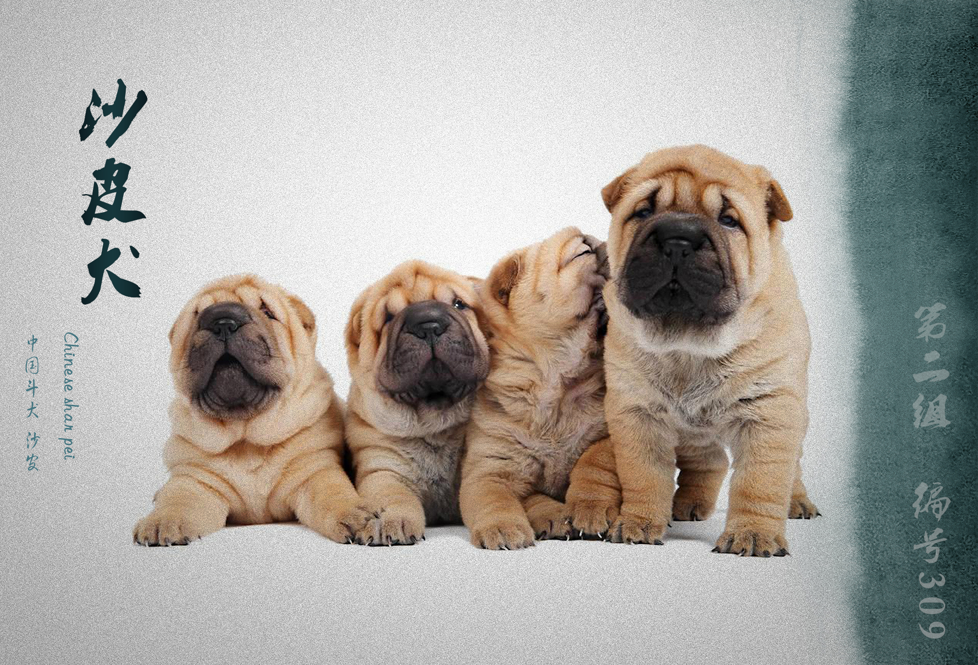 中国被fci认可的犬,被国际承认的中国犬