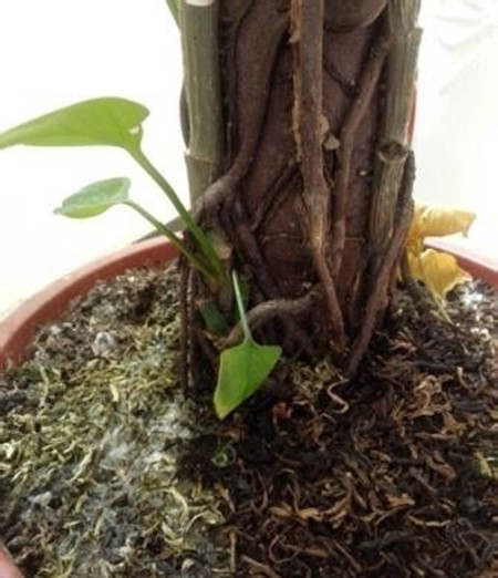 绿萝长高了怎么摆放,绿萝长高了中间的棍子短了怎么办