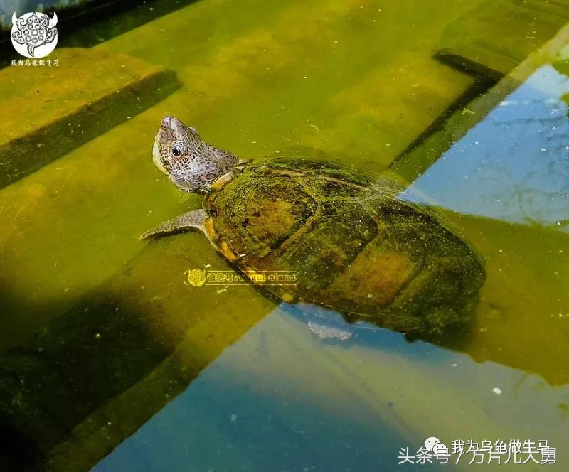 美文欣赏—头有斑、壳有纹、不加温、体型小，还不贵，它就是剃刀