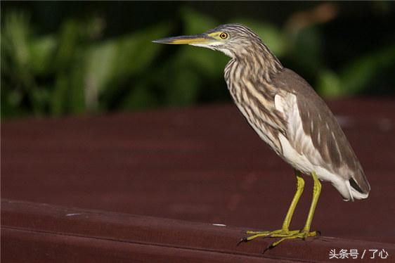 池鹭有几种,池鹭百科知识