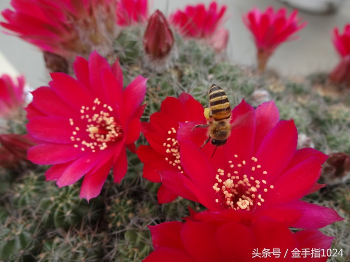 朱丽球，一款适合懒癌又容易开花爆盆仙人球