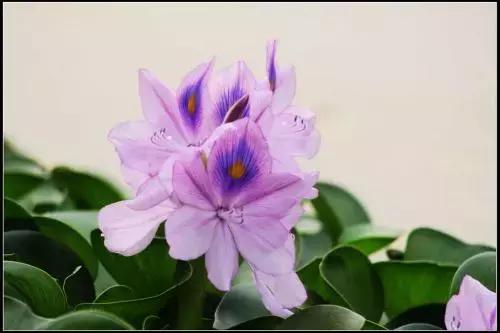 揪片叶子丢水里，呼啦啦长出一大片，开花了忒漂亮！