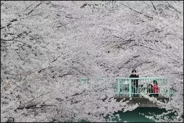 中国有哪些樱花好看,看樱花中国