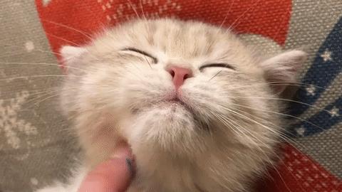 感受小猫咪的视角,第一视角体验小猫