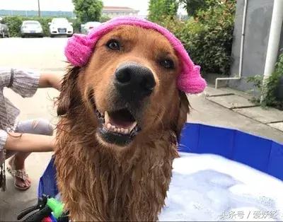 宠物洗护攻略,爱妖经养宠怎么玩