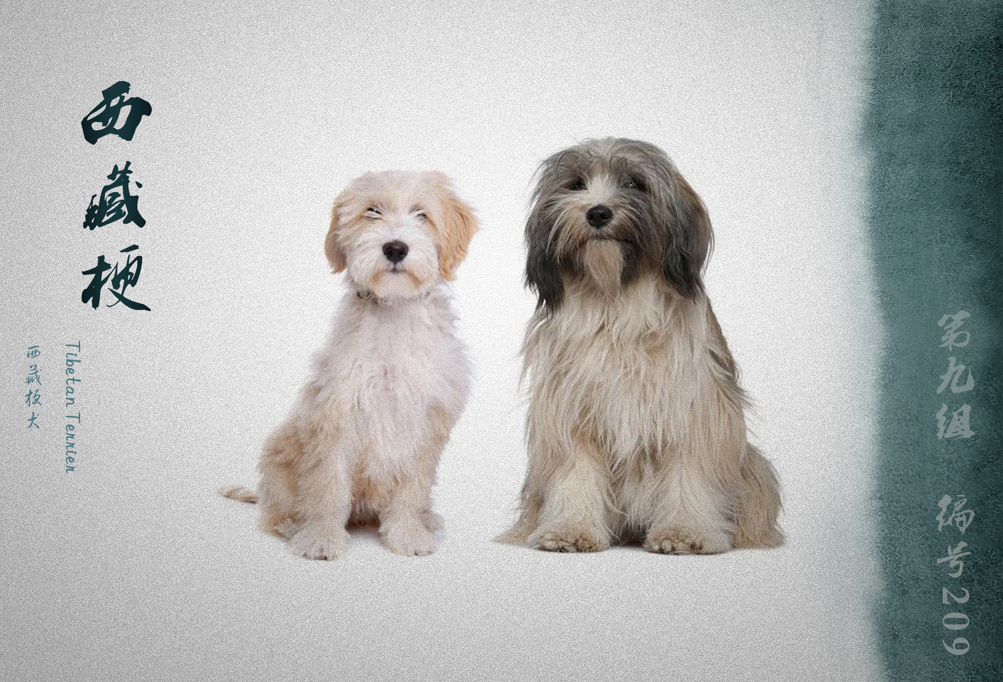 中国被fci认可的犬,被国际承认的中国犬