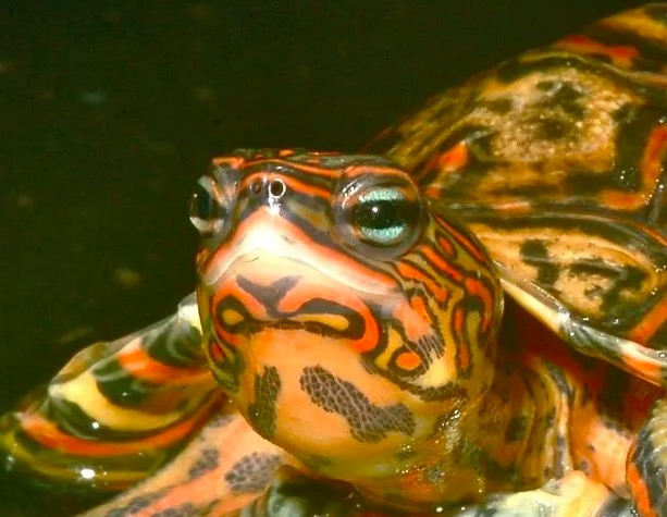 油彩木纹龟是蓝眼睛么,油彩木纹龟成体多大
