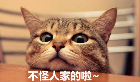 春天猫咪发情夜里总乱叫！想睡个好觉？宠物医师的AB计划