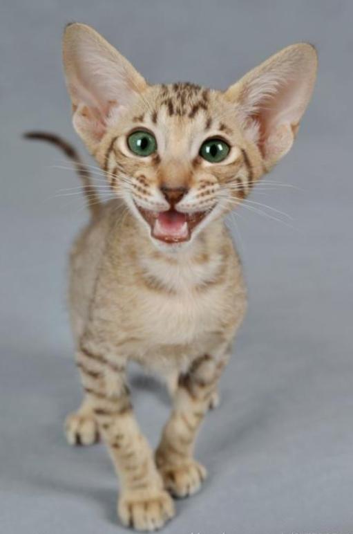 喵星人的3种类型,喵星人类型对照表