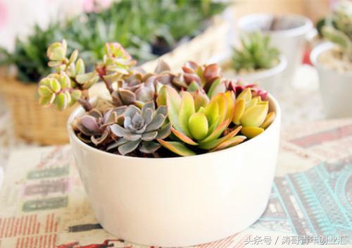 赚钱的农业种植项目有哪些,特种农业种植致富项目有哪些内容