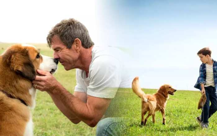 把狗当成狗就是对它最大的尊重,把一只狗从小当成人类养