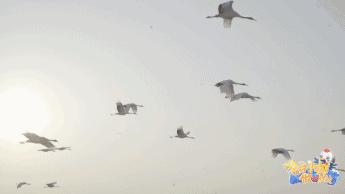 齐齐哈尔“我与小鹤做朋友”|来自全世界孩子的笑脸，点燃鹤城的冬天