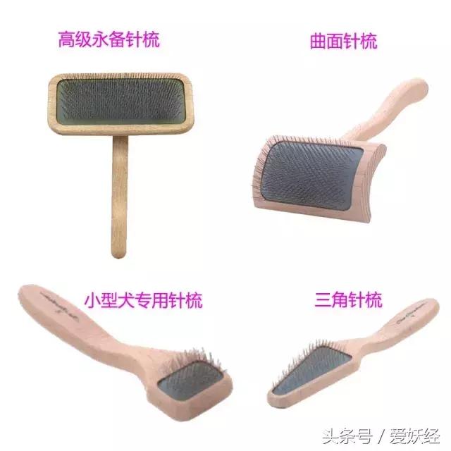 宠物洗护攻略,爱妖经养宠怎么玩