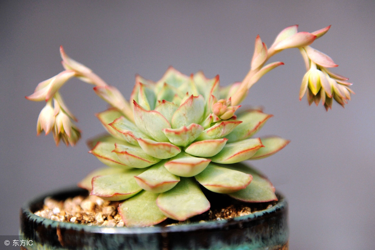 推荐新手养的多肉植物,多肉植物养殖方法新手如何浇水