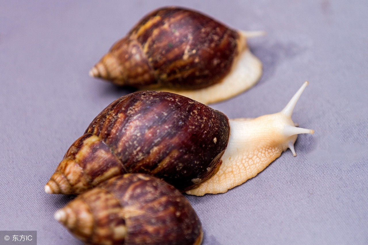 鳄龟可以消化小龙虾吗,鳄龟是如何吃大龙虾的