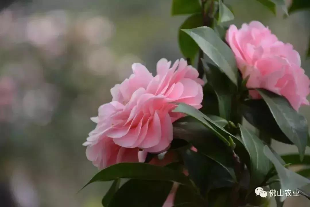 滚蛋吧,春困君!广东这些花花世界让你秒变龙马精神!