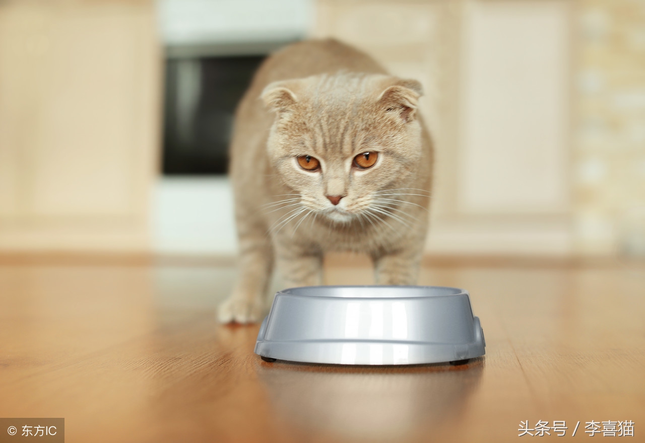 猫咪严重挑食不吃饭怎么办,猫咪挑食不吃猫粮不吃鸡蛋馒头