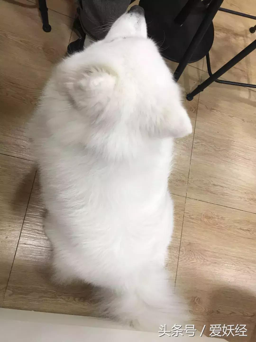 宠物洗护攻略,爱妖经养宠怎么玩