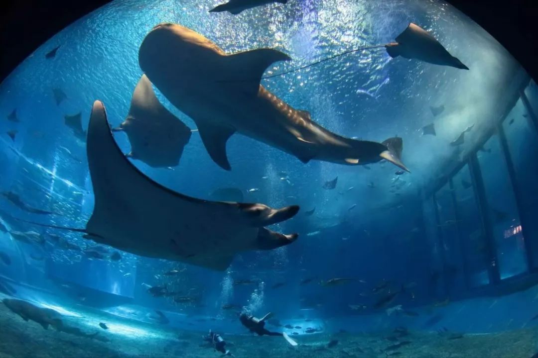 上海新年一定要去的地方,过年上海去哪玩好又便宜又好玩