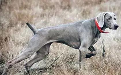 狗年了你知道狗的种类有哪些吗,忠诚的十种狗品种名字及图片