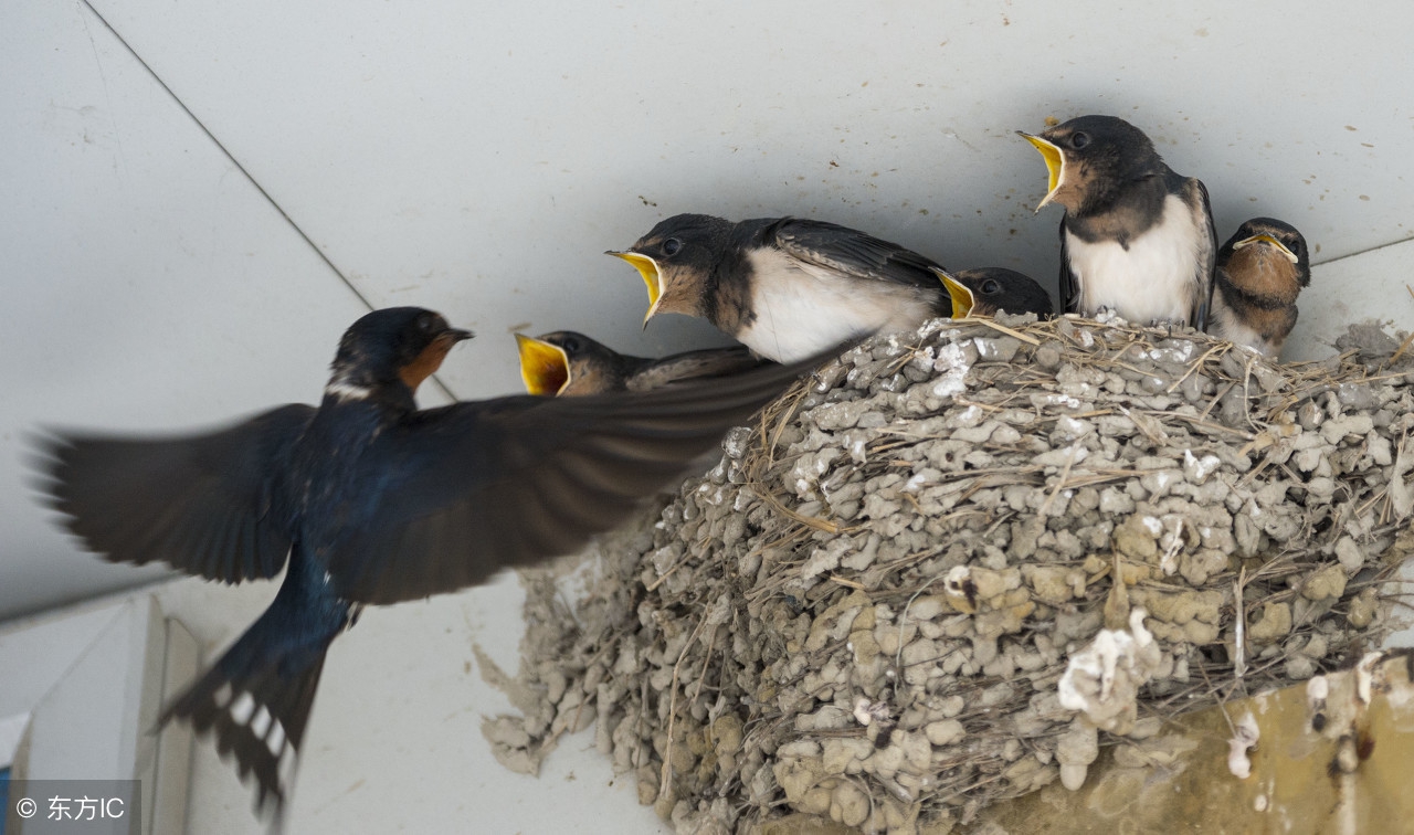 农村老人说：这些东西很有灵气，见到后不可打杀，否则招致灾祸