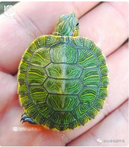 这龟白送你都不要,这篇阅读量要仆街