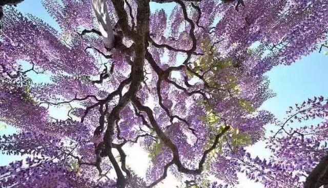 一场比樱花浪漫的紫藤之旅,一场紫藤花下的旅行