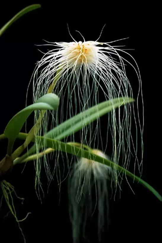 精品兰花欣赏一花一草一世界,100种最美兰花大饱眼福邀君共赏