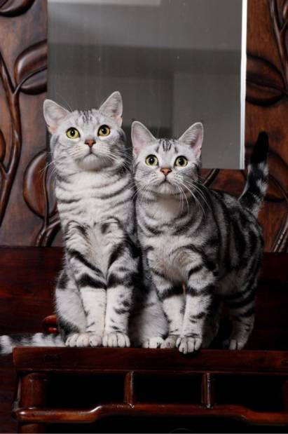 从一个跑龙套到大明星的电影,红海行动为什么挑中张译过人之处