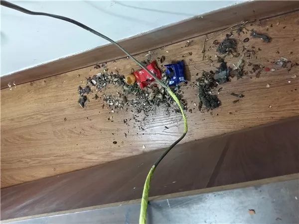 那些被老鼠耍得团团转的猫咪,两只傻猫被老鼠玩的团团转