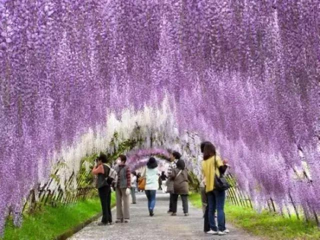 一场比樱花浪漫的紫藤之旅,一场紫藤花下的旅行
